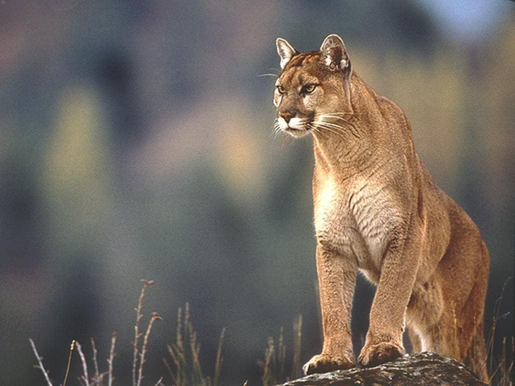 Eastern-cougar Should you speak, sing the eternal farewell?