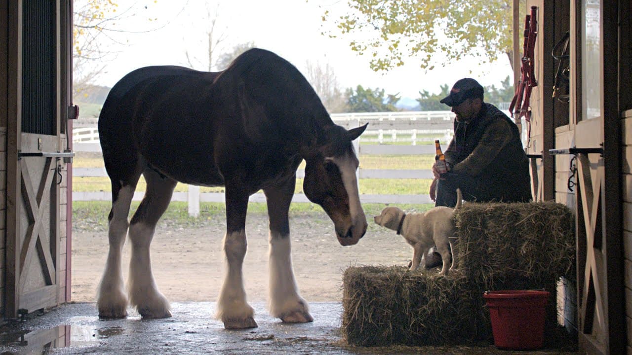 Super Bowl Ad Clydesdale Puppy I wish to speak to the entire world