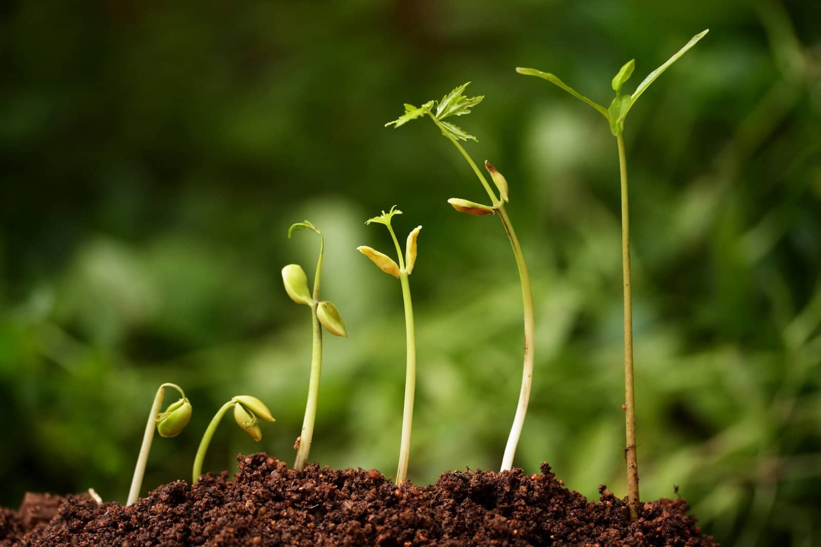 Seedlings in various stages of growth. Let this teaching find its place among my people.