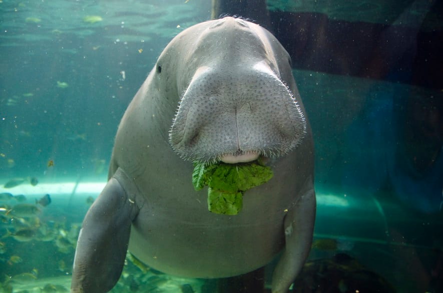 In Rumi's poem The Force of Friendship, a dugong finds a special pearl